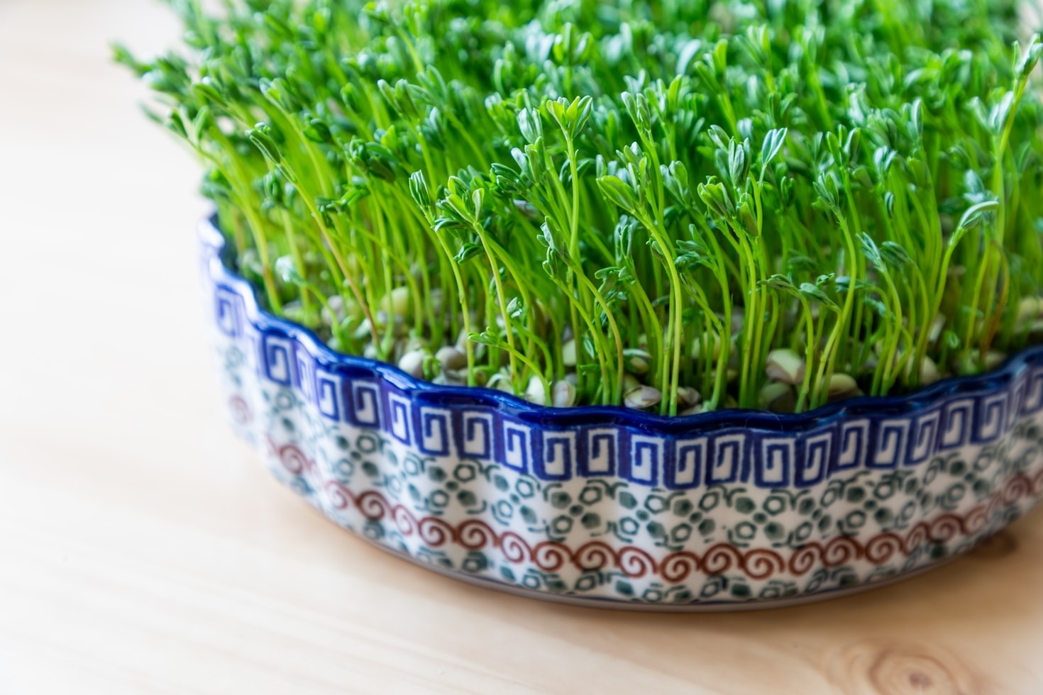 Essential Tools for Growing Tiny Green Crops