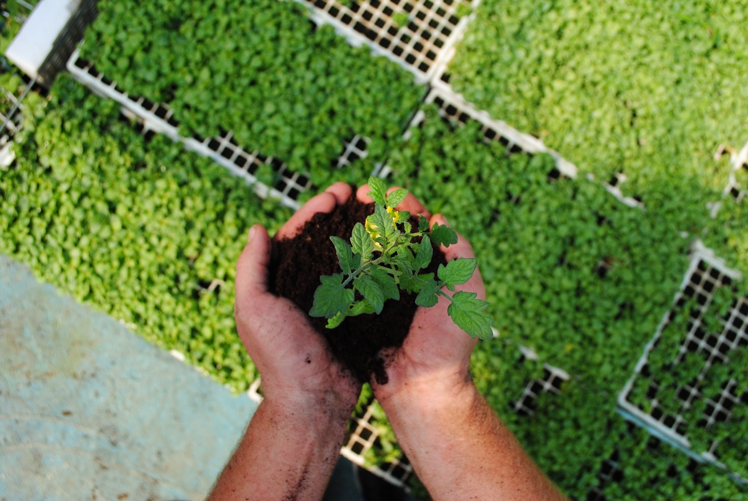 Why Micro Plants Are Nutrition Powerhouses Today