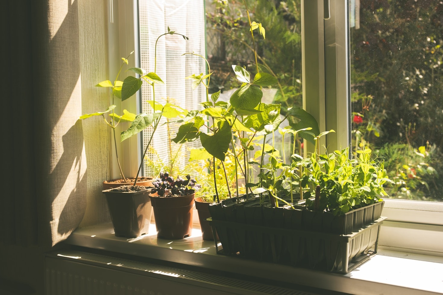 Preserving Ancestral Knowledge Through Botanical Practice