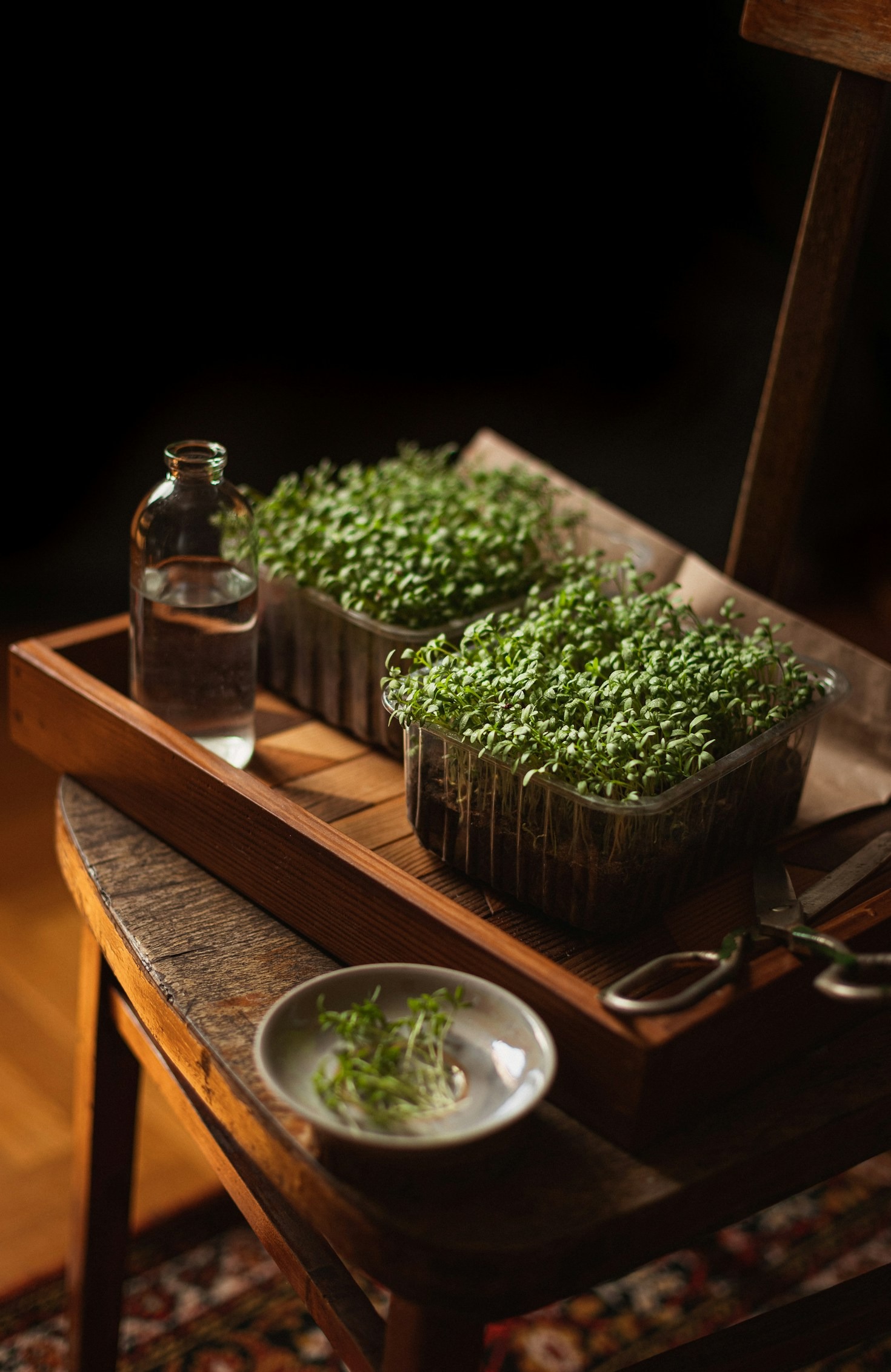 Common Mistakes When Raising Delicate Micro Greens
