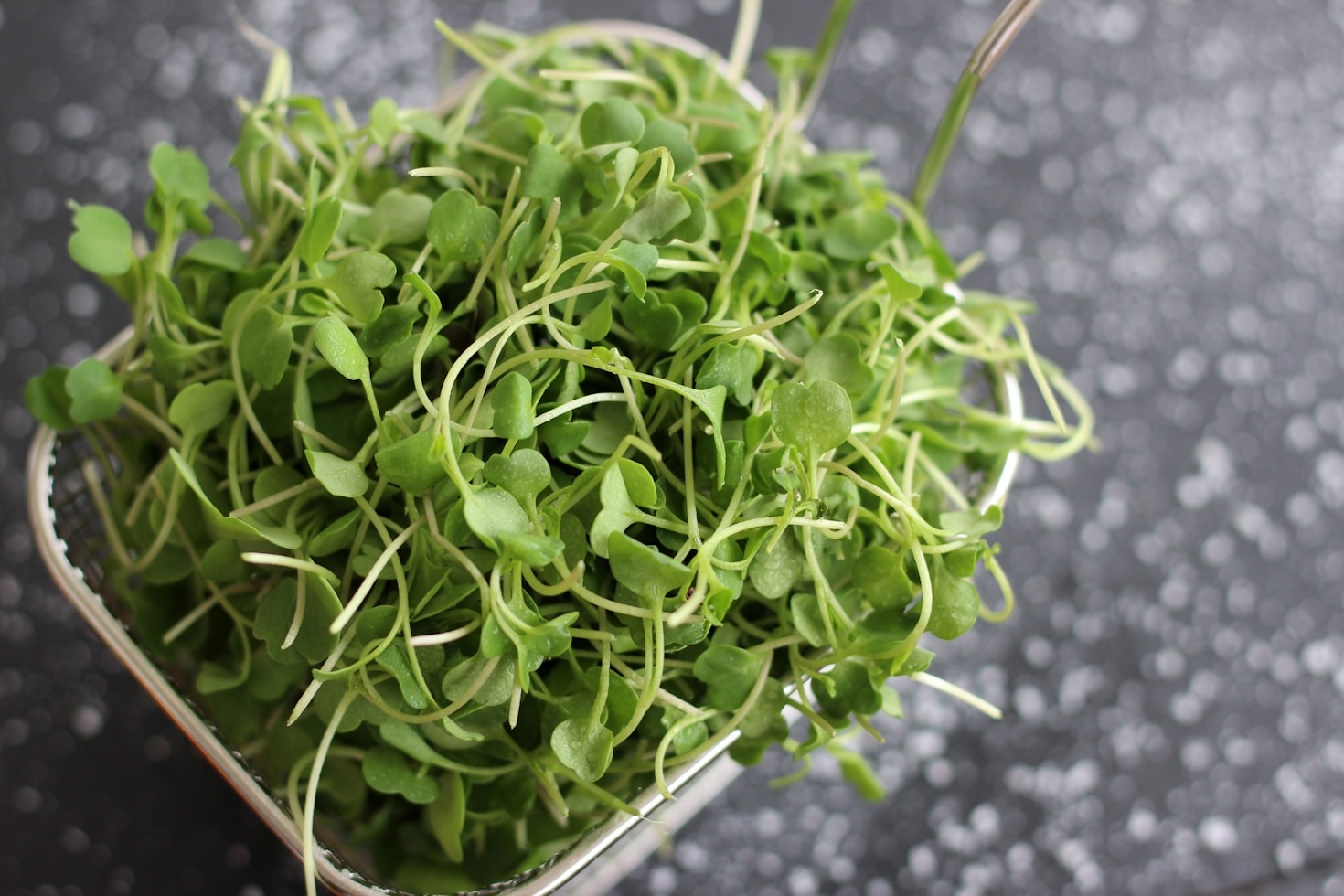 Unlocking Natural Healing Properties of Local Plants